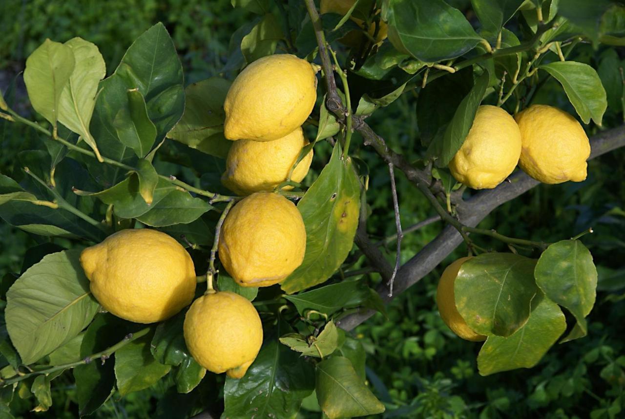 Il Limoneto Acireale Villa Exterior foto