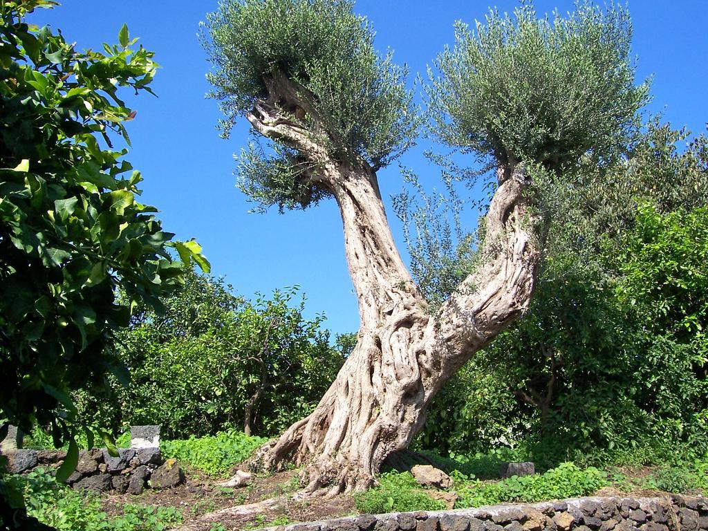 Il Limoneto Acireale Villa Exterior foto