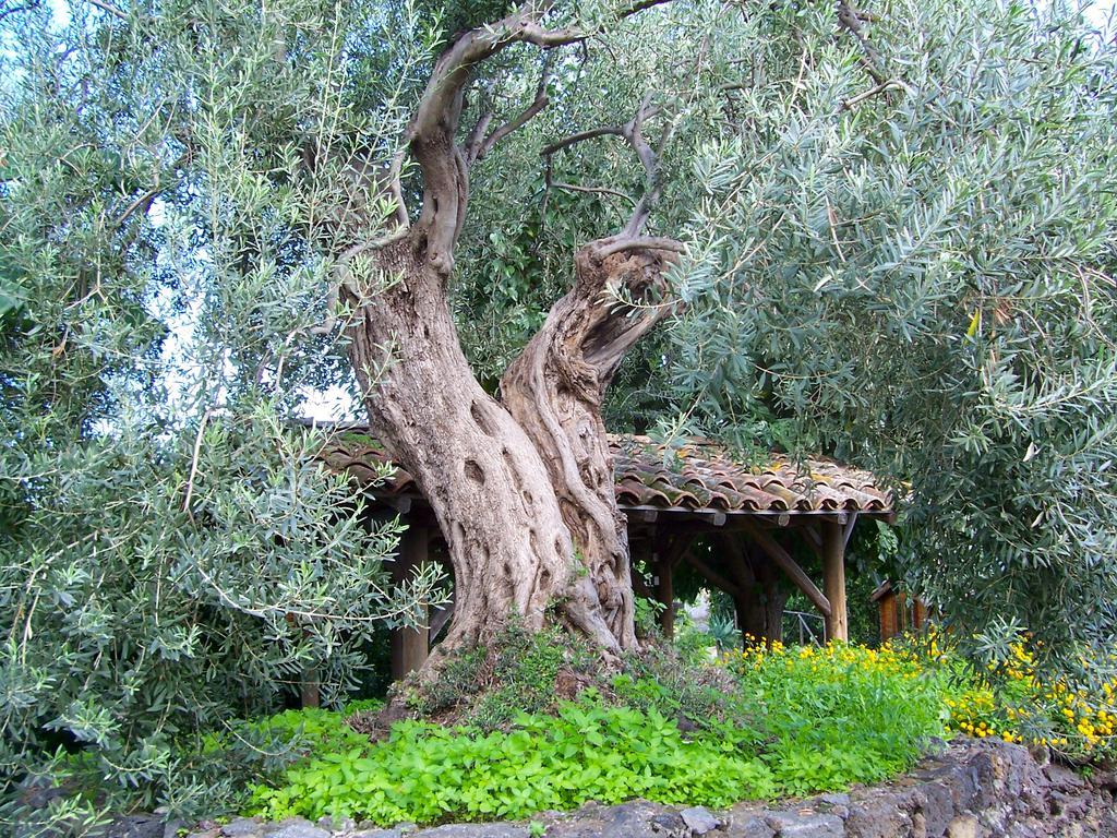 Il Limoneto Acireale Villa Exterior foto